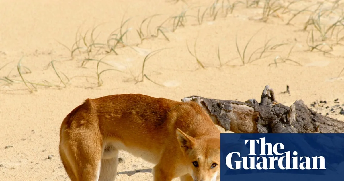 Killing of K’gari Dingoes Could Push Population Towards Extinction, Expert Warns