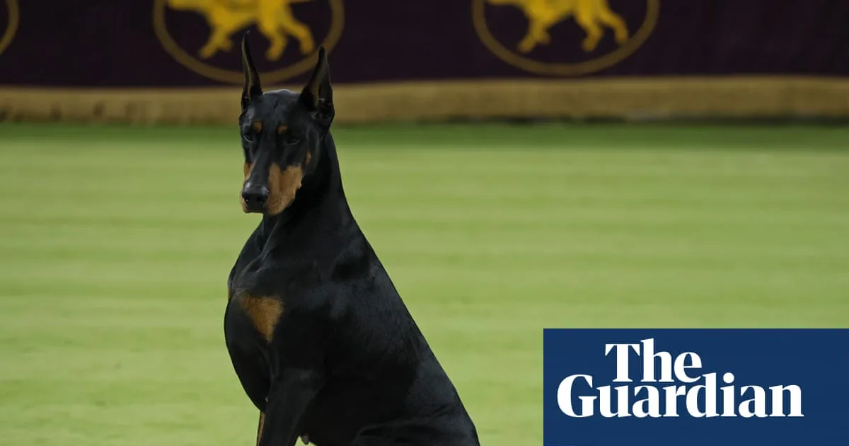 Doberman Penny Wins Westminster Best In Show 2026