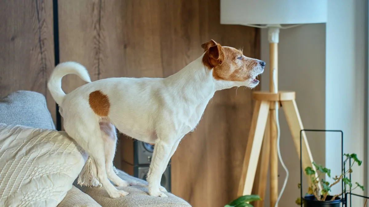 Legal Rights Explained for Dealing with a Neighbour's Barking Dog