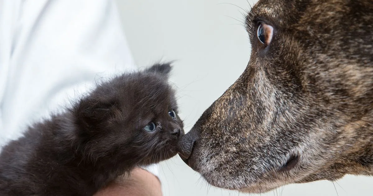 Rescue Dog Becomes Surrogate Mother to Rejected Kittens