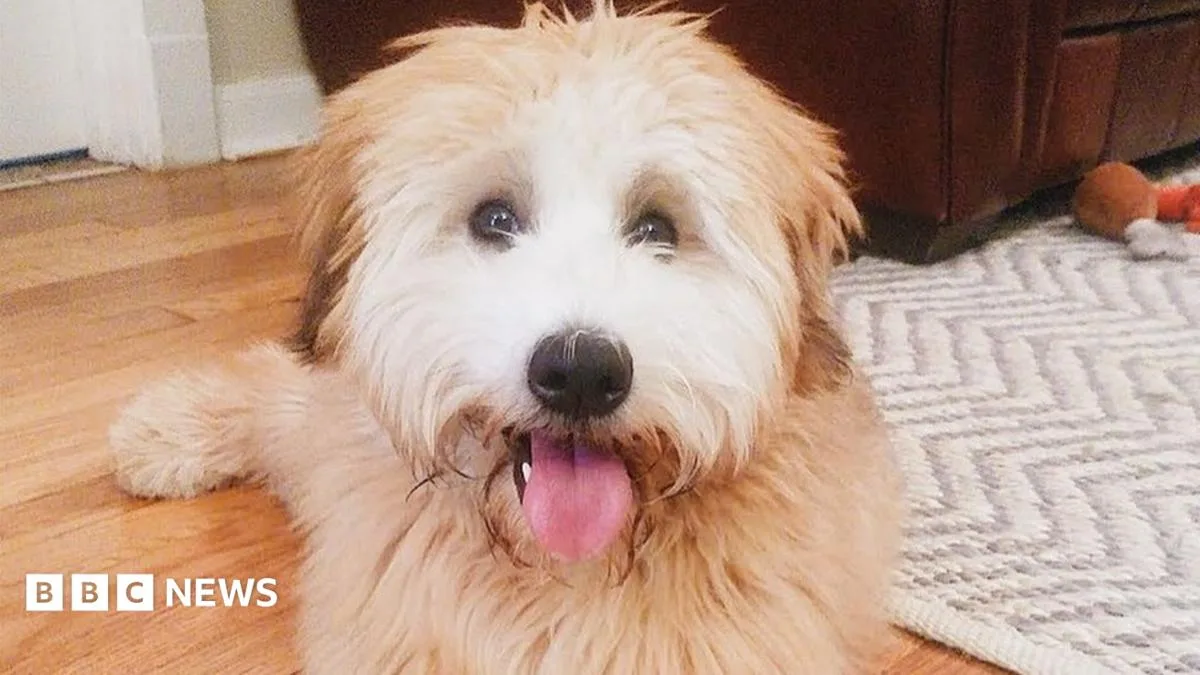 Dog-walking app Wag accused of cover-up after dog's death in Houston