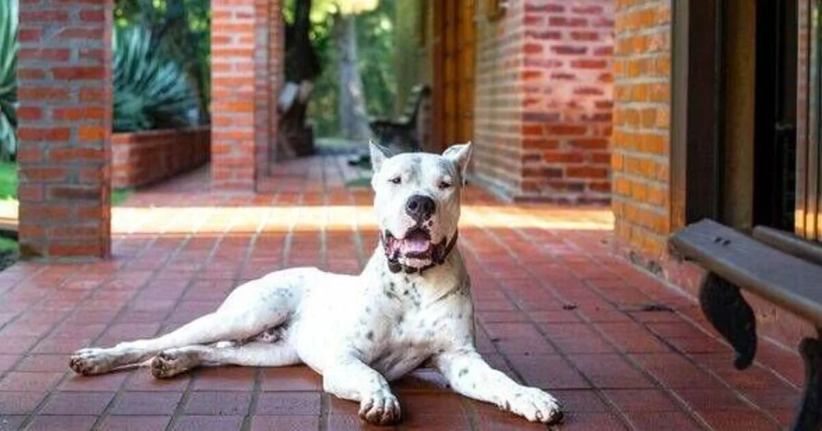 Dog Expert Warns Against Three Breeds for Families with Children