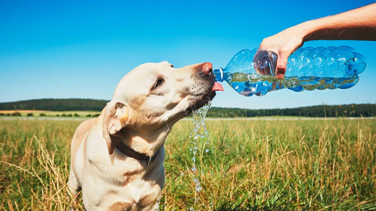 11 Tips to Keep Your Dog Cool During UK Heatwave