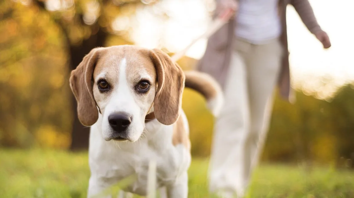 The 'Five Second Rule' to Check if It's Too Hot to Walk Your Dog