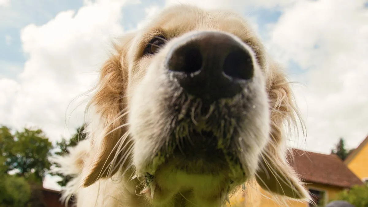 Dog Owners Warned to Keep Pets Off Artificial Grass in Heat