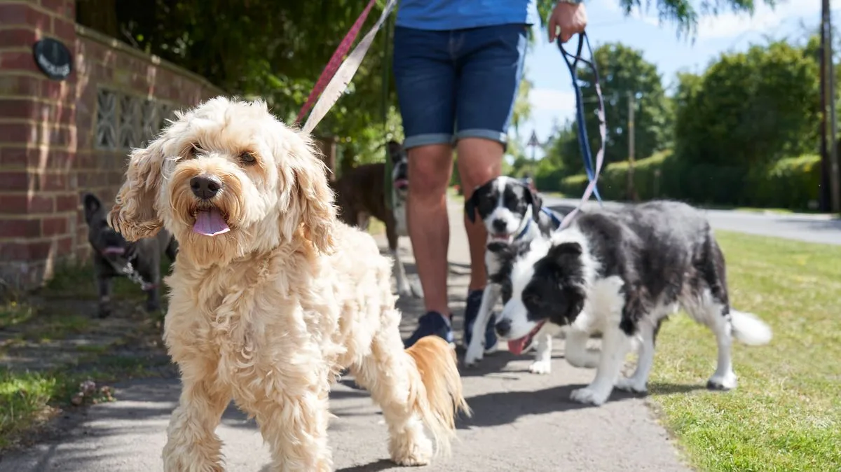 Dog Owners and Street Drinkers Face Fines of Up to £500 Under New Law