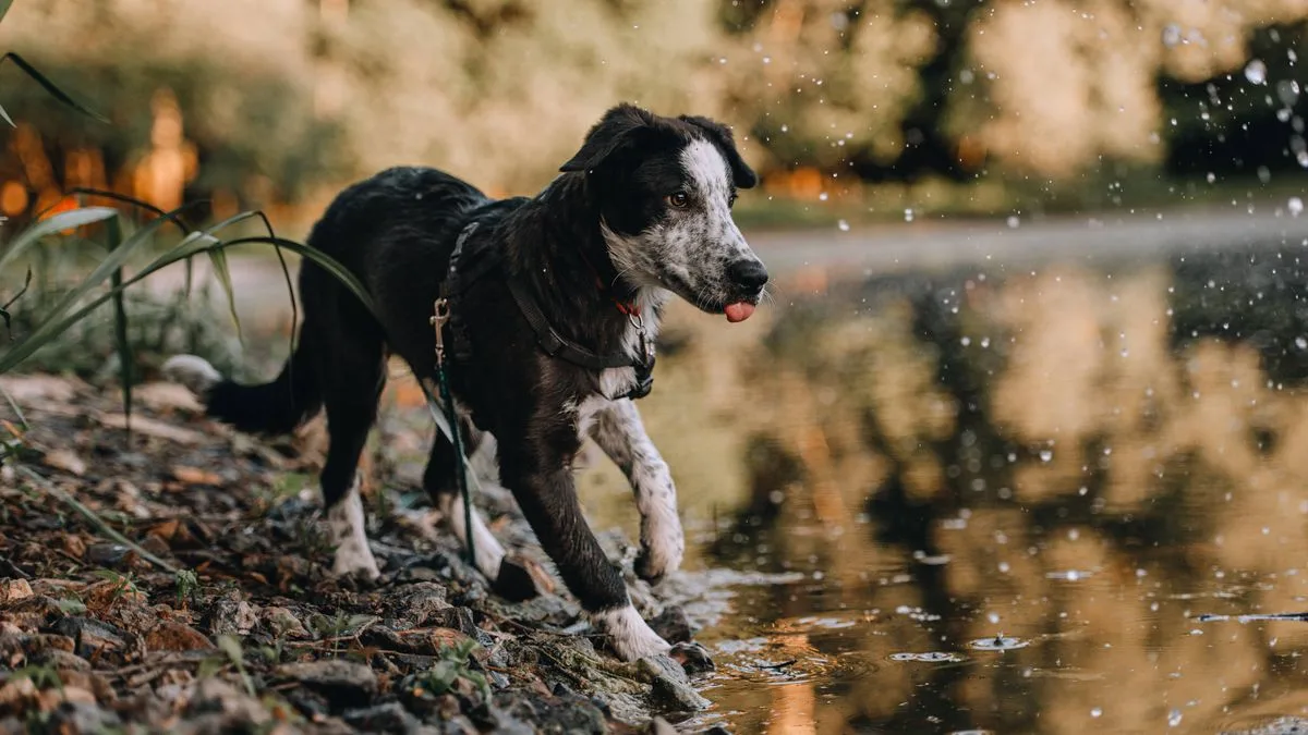 Dog Owners Warned of Rat Urine Danger in Ponds and Rivers