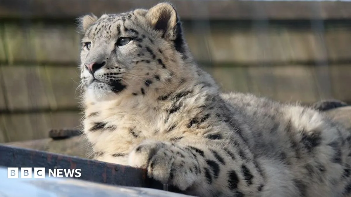 Lake District Snow Leopard Sent to Zurich Zoo for Breeding