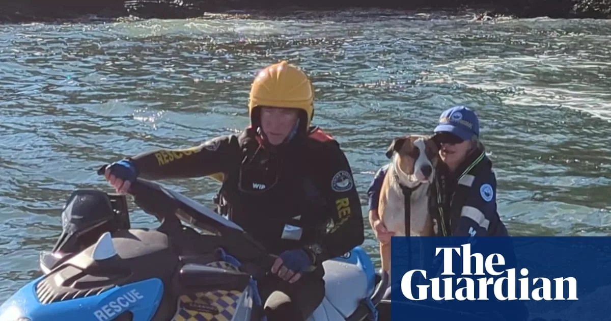 Dog Rescued After 1km Swim to NSW Island
