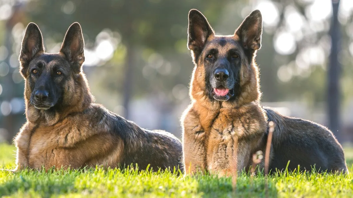 German Shepherds Discover Kittens Hidden in Garden Shed