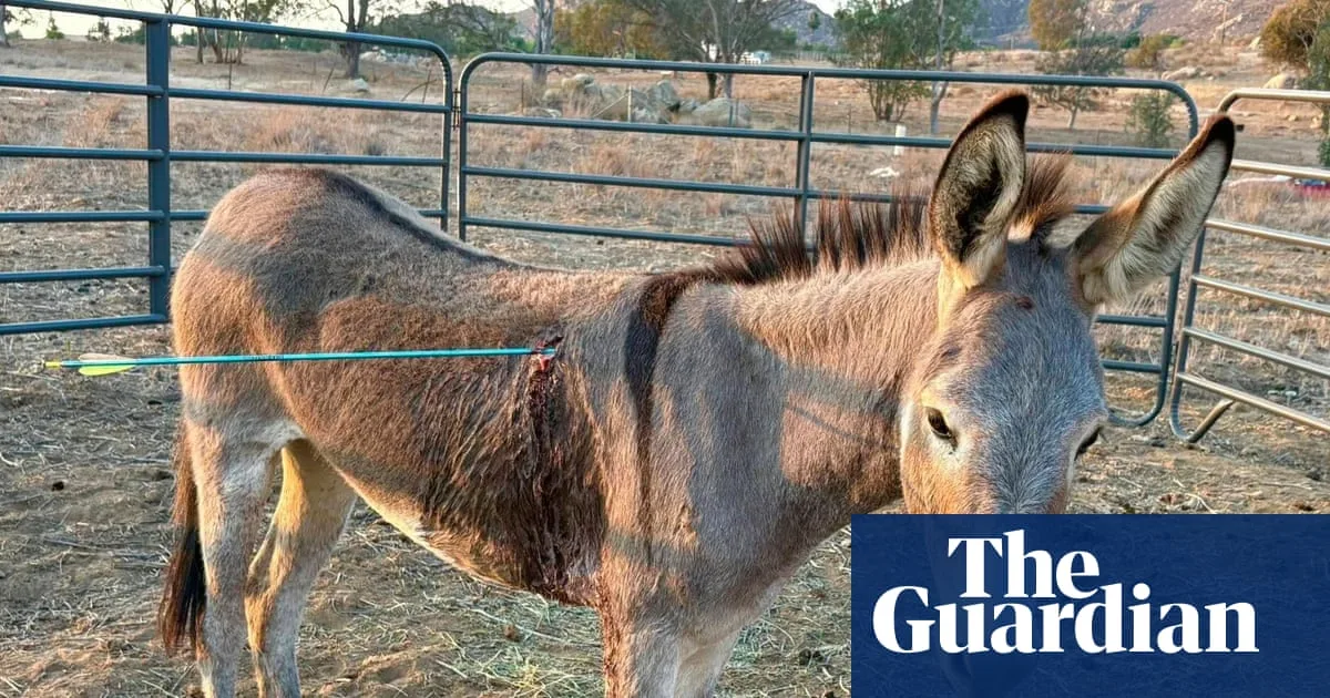 Donkey Shot With Arrow in Neck in Shocking California Attack