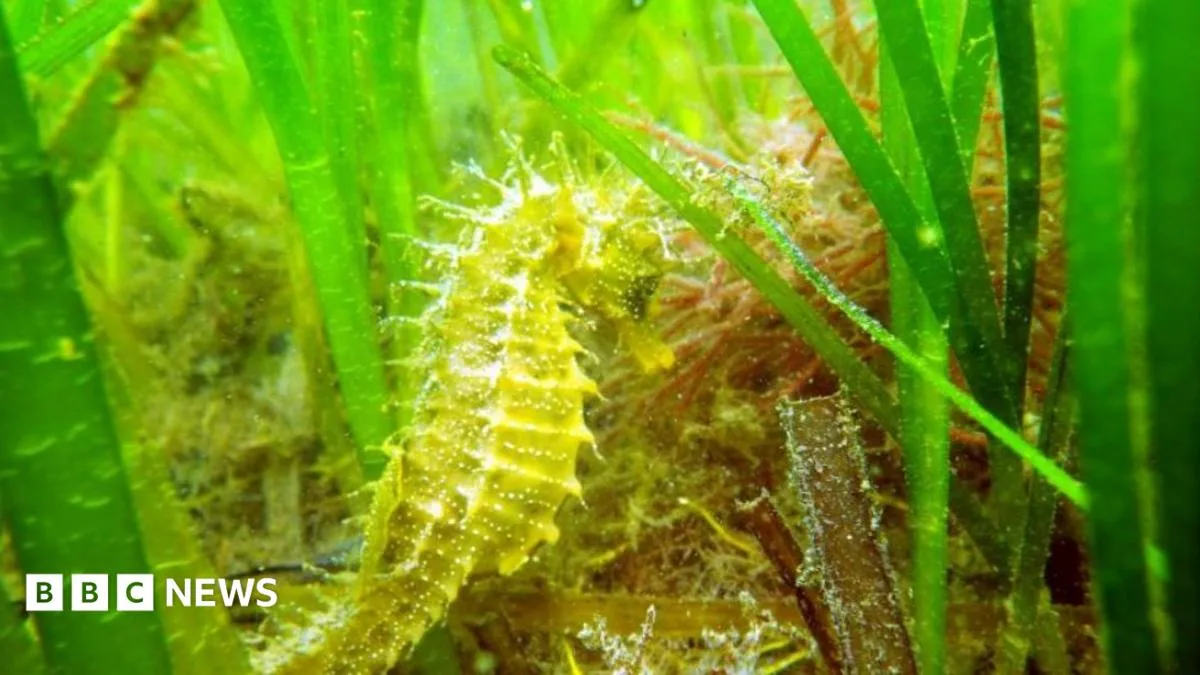 Dorset Divers Fail to Find Spiny Seahorses in Studland Bay