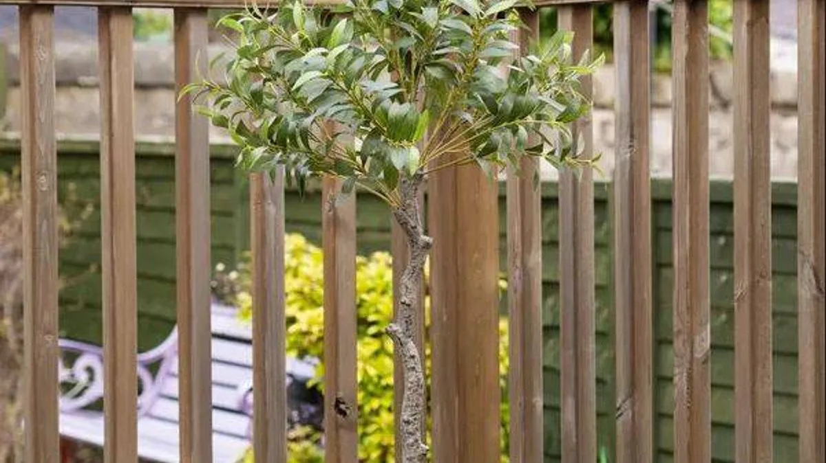Dunelm's 'Extremely Realistic' Faux Olive Tree Drops to £55