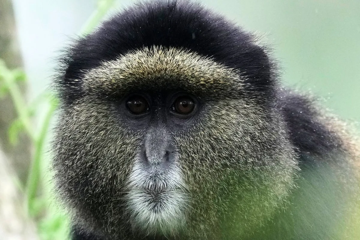 Edna Tech Transforms Wildlife Conservation In Rwanda