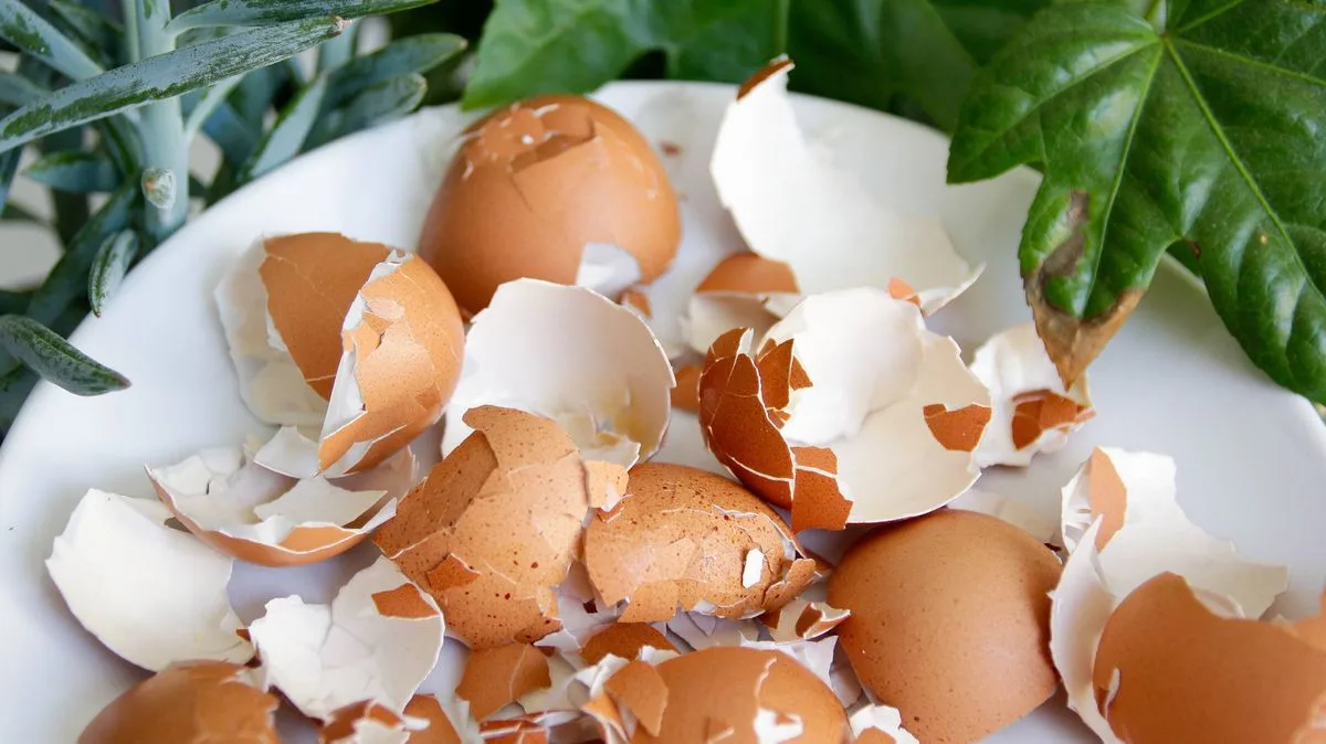 Gardeners Urged to Leave Eggshells Out for Birds This Spring