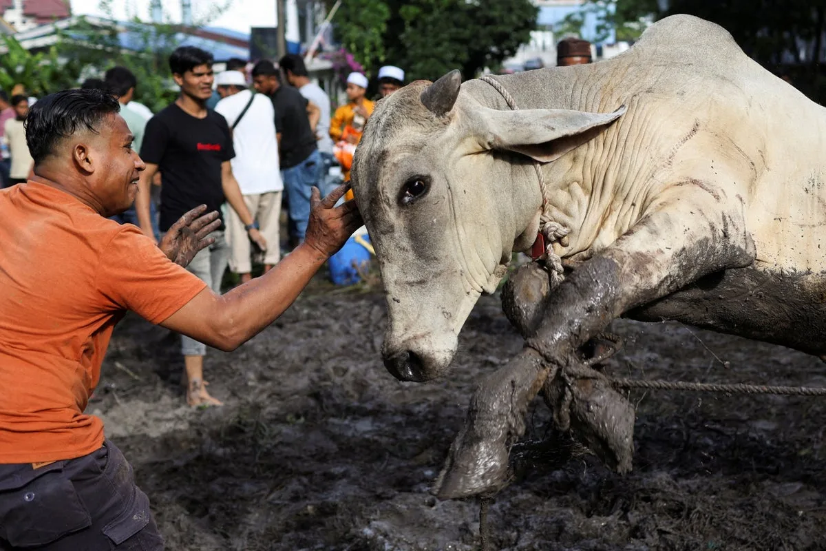 Man killed by buffalo during Eid al-Adha ritual in Malaysia