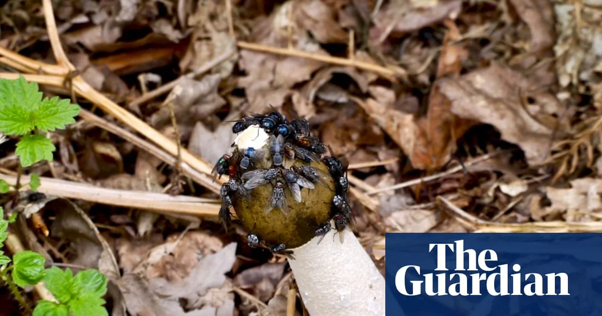 Country diary: The phallic, foul-smelling stinkhorn is surprisingly edible