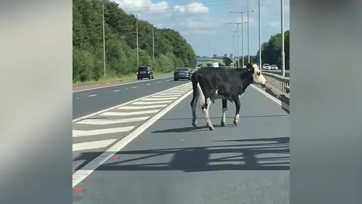 Escaped Cow Causes M4 Traffic Chaos