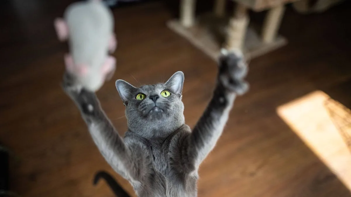 Evening Habit Could Help Cats Live Longer