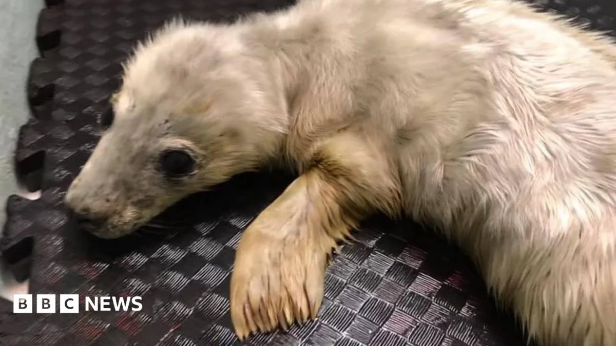 Seal Pup Rescued from Farne Islands Drowning Dies