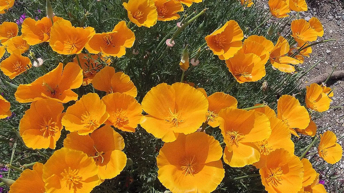 Expert Reveals Five Flowers to Plant in August for Summer Blooms