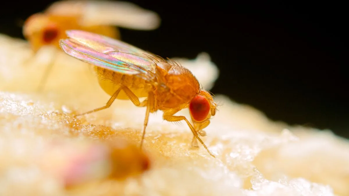 Expert Hack to Banish Fruit Flies in Under a Minute