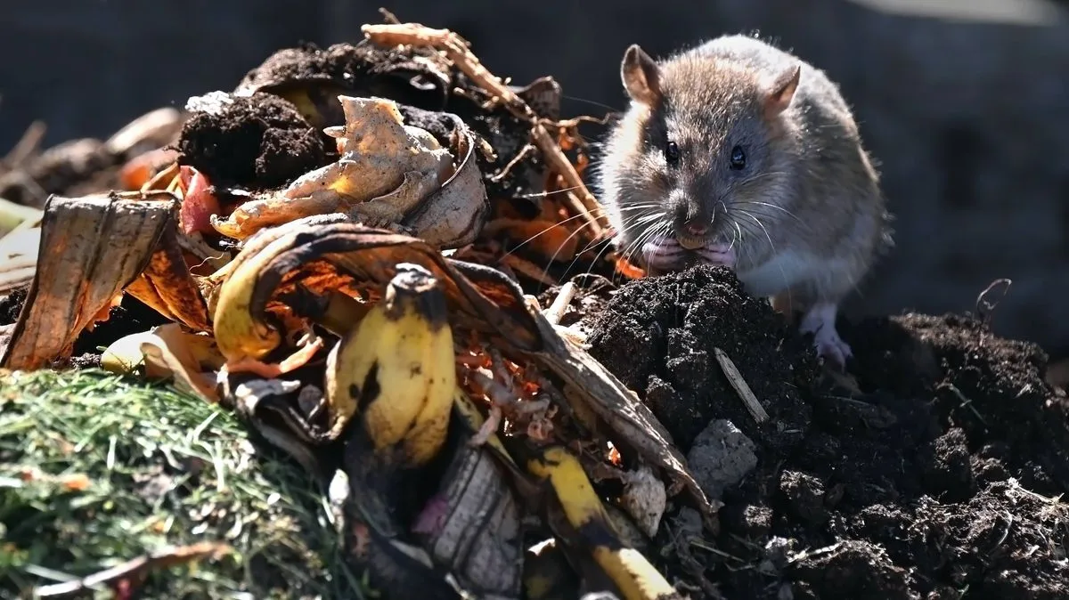 Experts Reveal Top Natural Methods To Deter Rats And Mice This Spring
