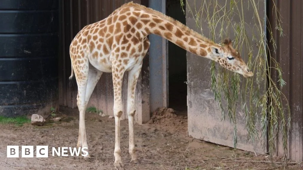 Welfare Concerns Prompt Inspection at Safari Zoo Cumbria