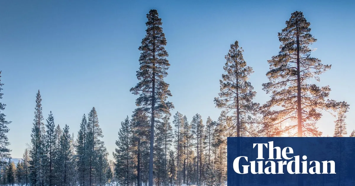 Exploding Trees: The Winter Phenomenon Behind Frost Cracks