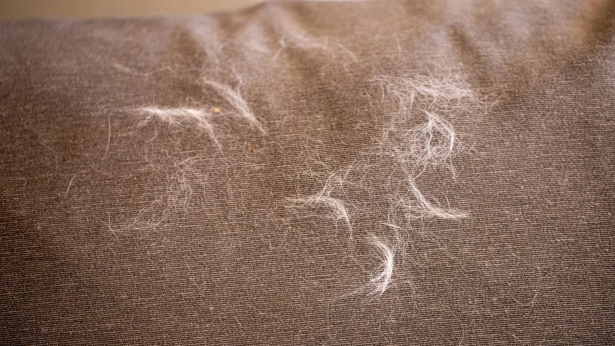 Fabric Softener Hack Removes Pet Hair From Clothes in Seconds