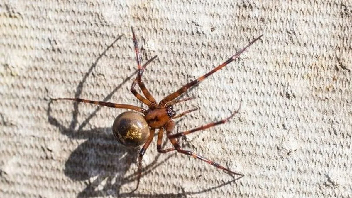 False Widow Spider Invasion Hits UK Amid Climate Shift