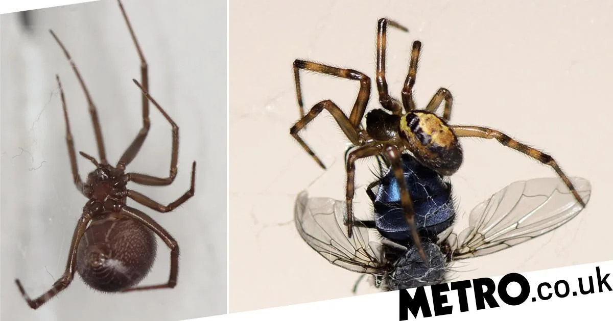 Surge in Noble False Widow Spiders Linked to Rise in Hospital Admissions