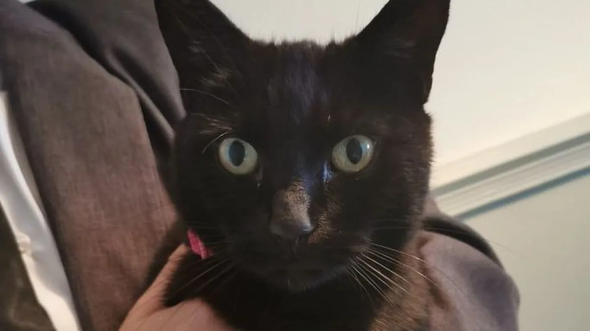 Family's Shock as Cat Returns Home Hours After They Cremated Lookalike