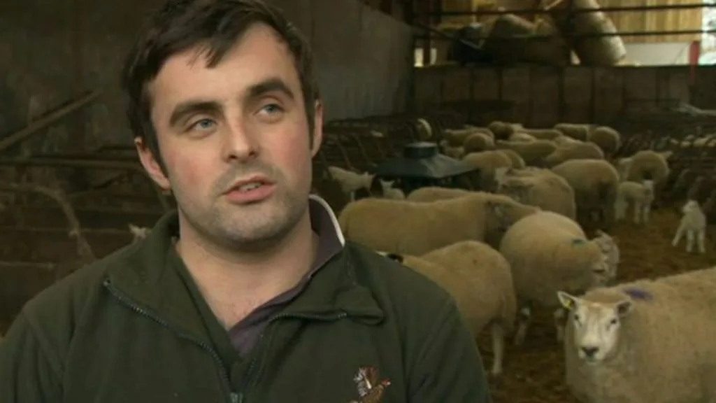Lancashire Farmer ‘Devastated’ by Theft of 58 Pregnant Ewes