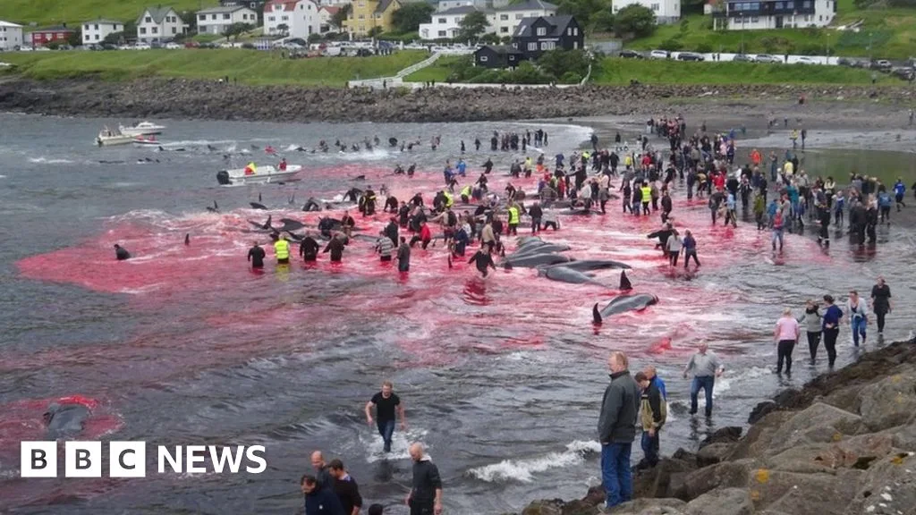 Faroe Islands Whale Hunt Turns Sea Red as Hundreds Killed
