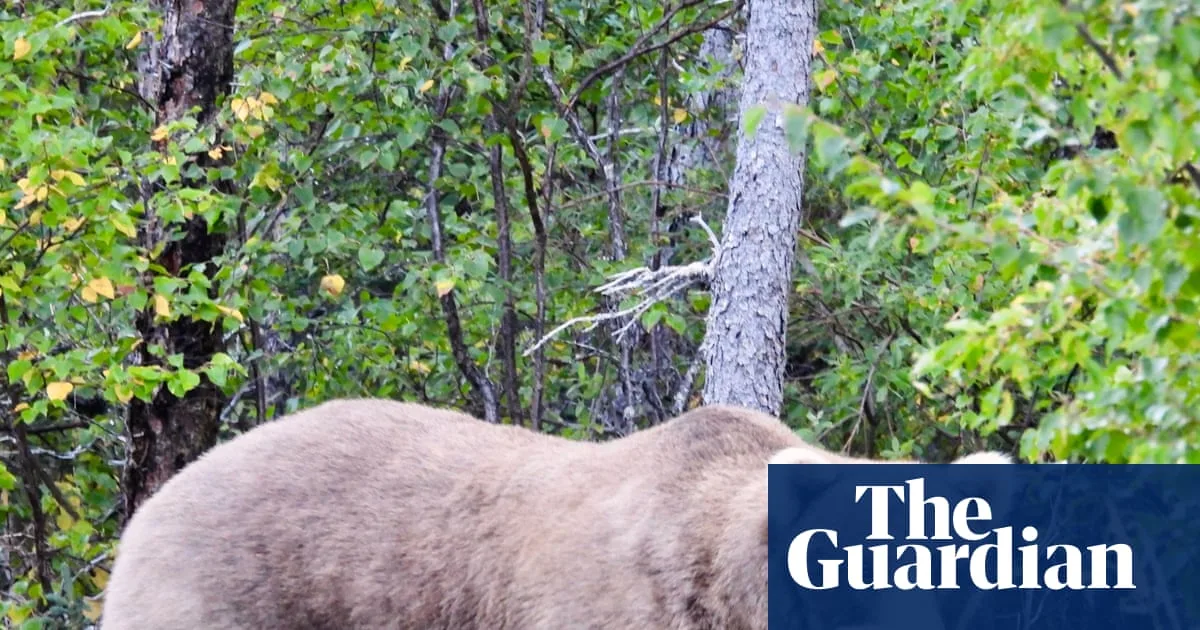 Fat Bear Week 2024: Alaska's Brown Bears Compete for Crown