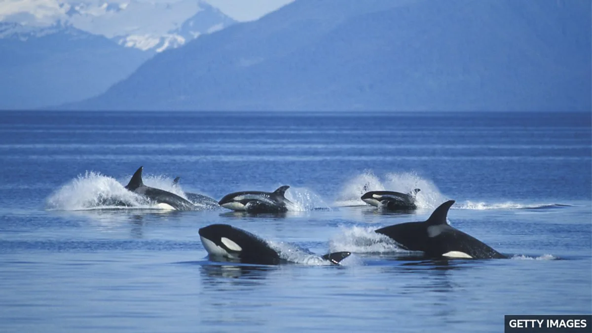 Orcas Use Kelp for Mutual Massage, Study Finds