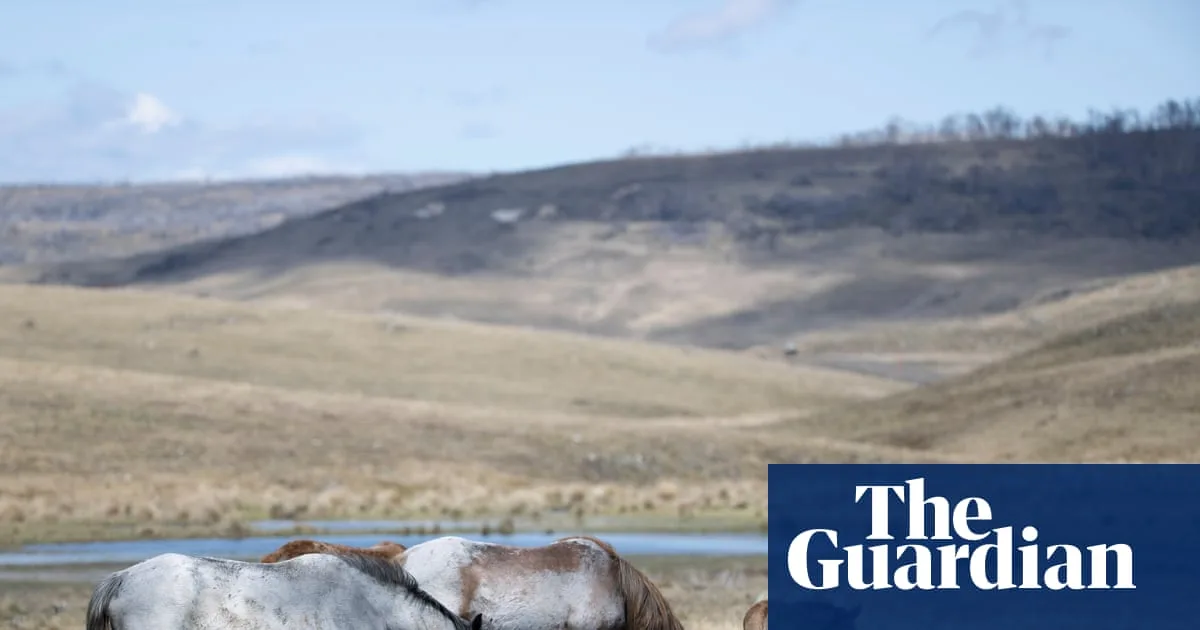 Feral Horse Numbers Surge in Kosciuszko Park After Culling Pause