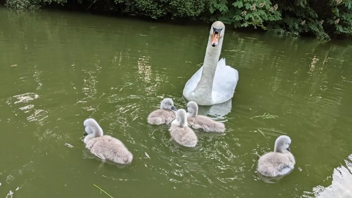 Police Hunt Killers Who Stoned Baby Swan to Death in Bedford
