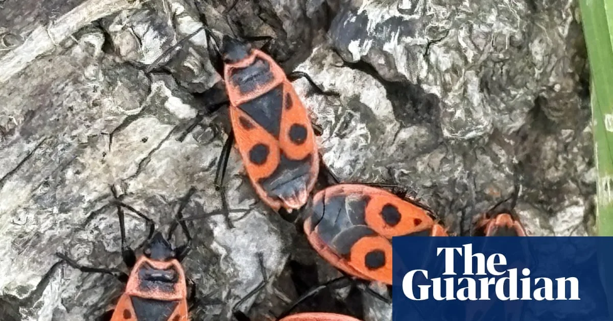 Firebugs Feast and Mate on Old Lime Tree in Norfolk