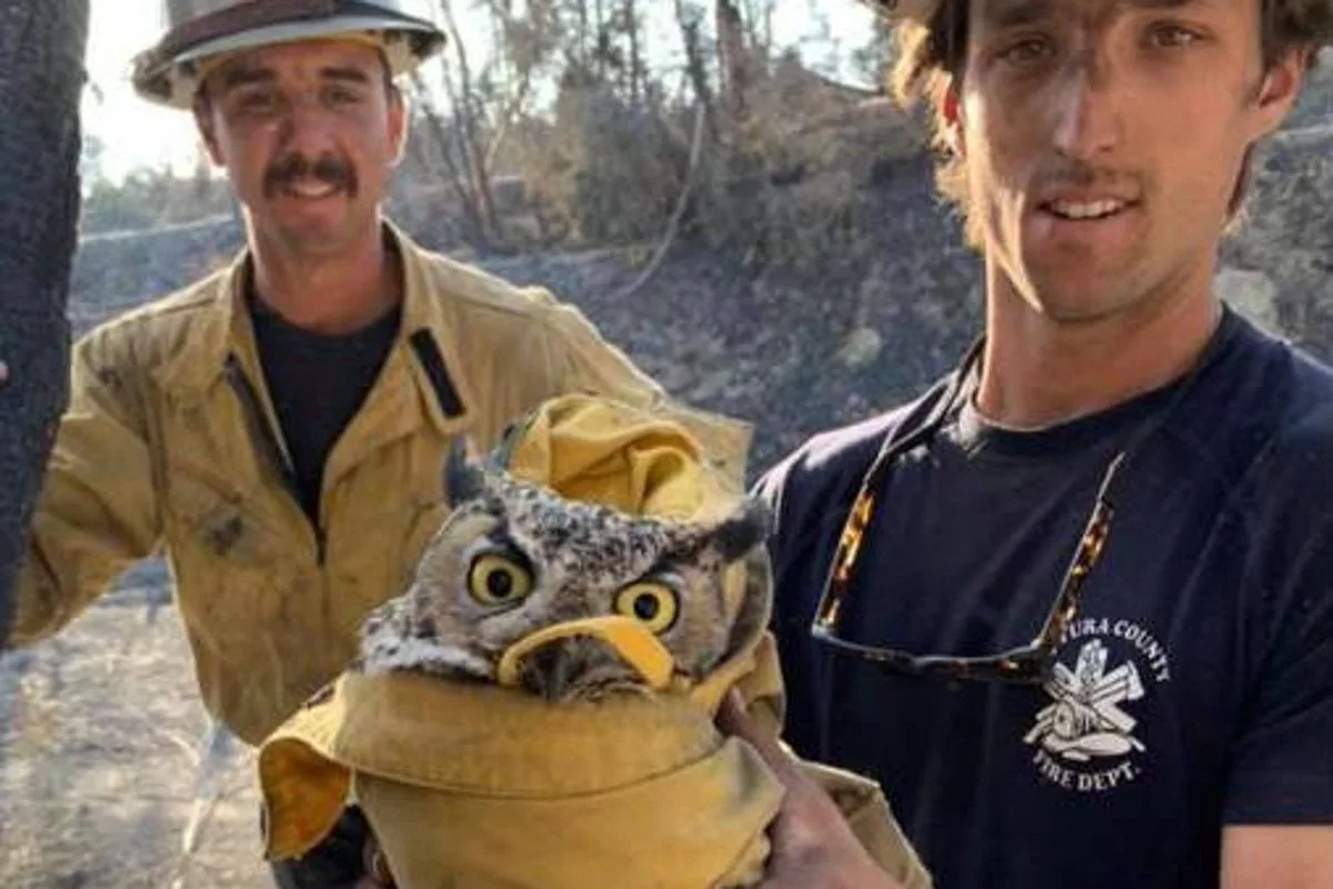 Firefighters Rescue Great Horned Owl from California Wildfires