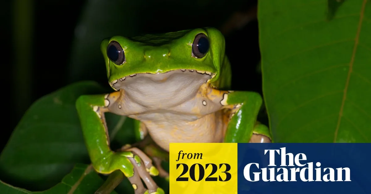 First Briton Dies After Using Kambo Frog Venom