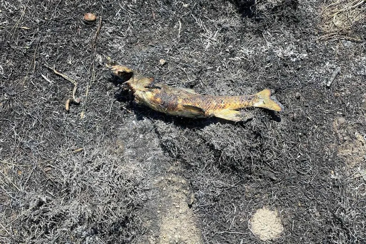 Fish Dropped by Osprey Sparks Brush Fire in British Columbia