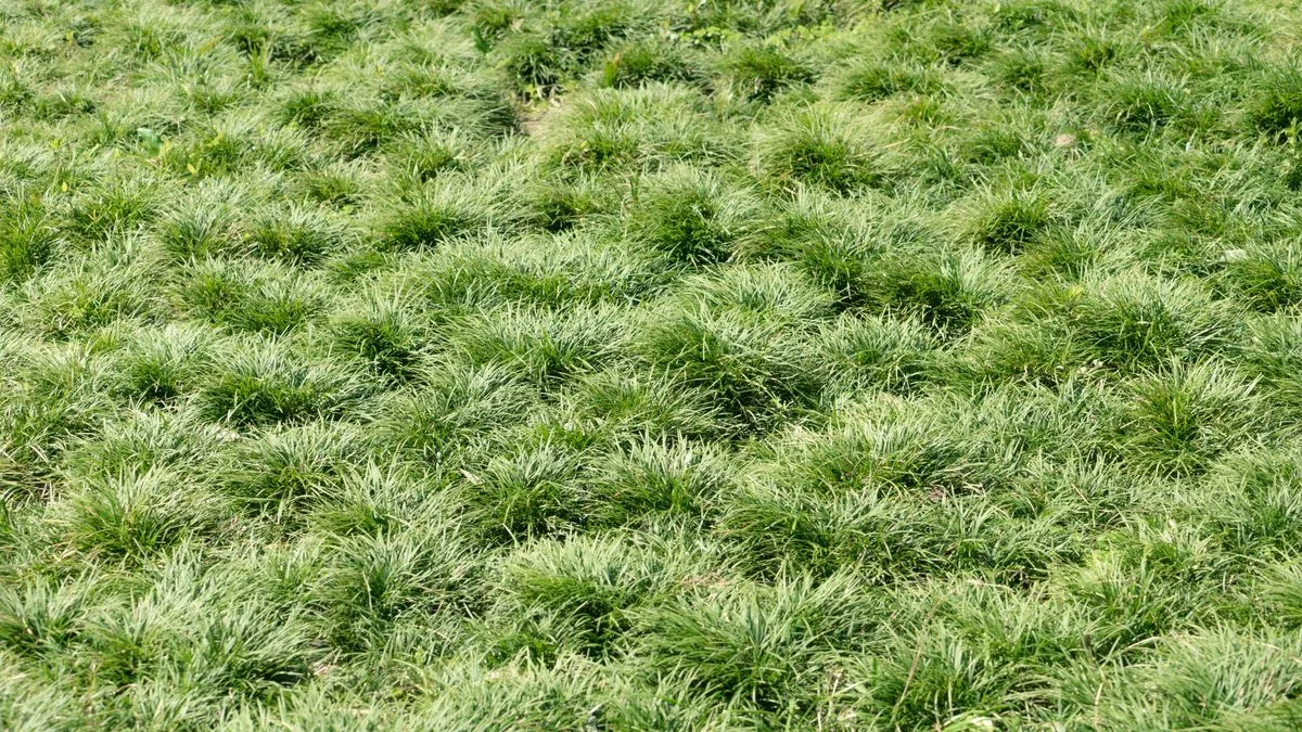 Sprinkle Sand, Soil and Compost to Fix Bumpy Lawns, Says Gardening Expert