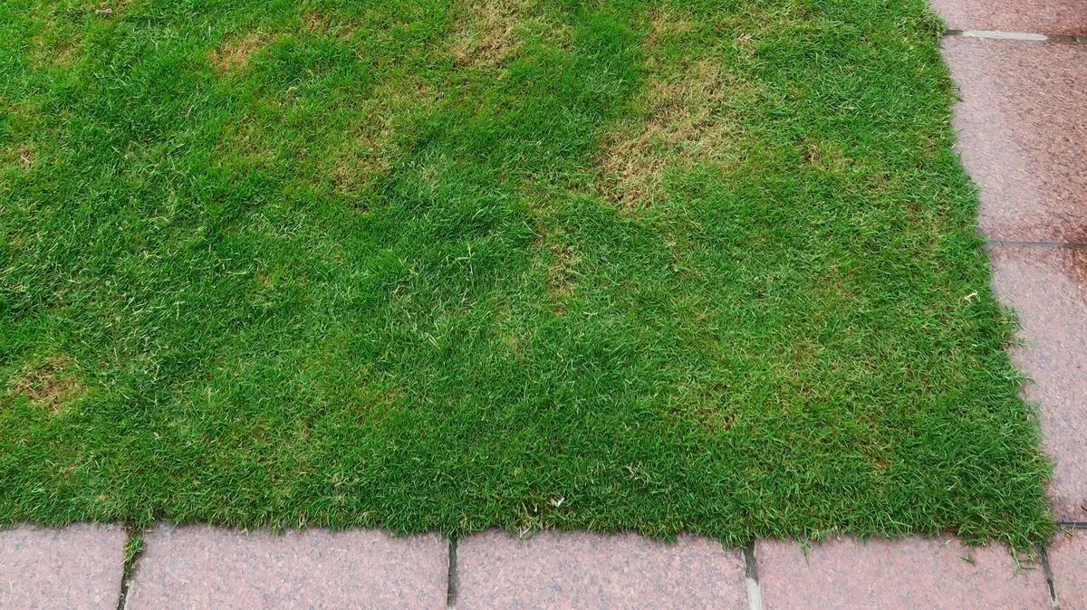Gardener's Four-Step Method to Repair Lawn Patches 'Within Weeks'