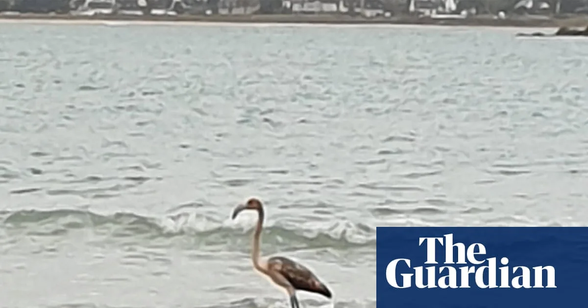 Flamingo Frankie Spotted in France After 100-Mile Flight from Cornwall