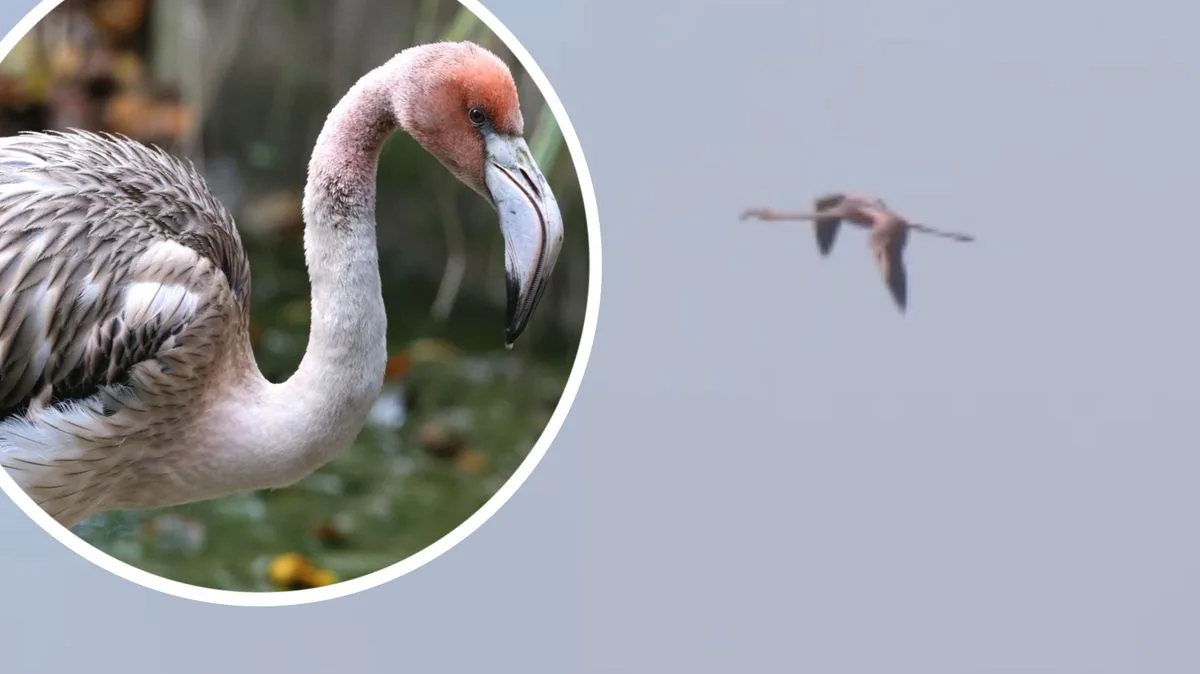 Flamingo to Live Free After Daring Escape from Cornwall to France