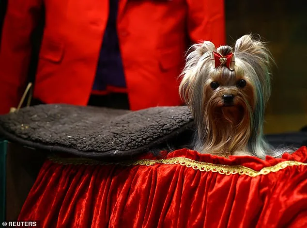 Yorkshire Terriers Face Extinction Risk as Registrations Plummet by 80%