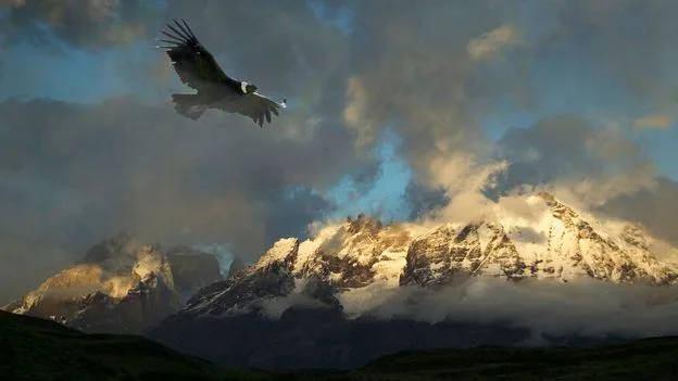 Turbulence Worsens with Climate Change; Birds Could Offer Clues
