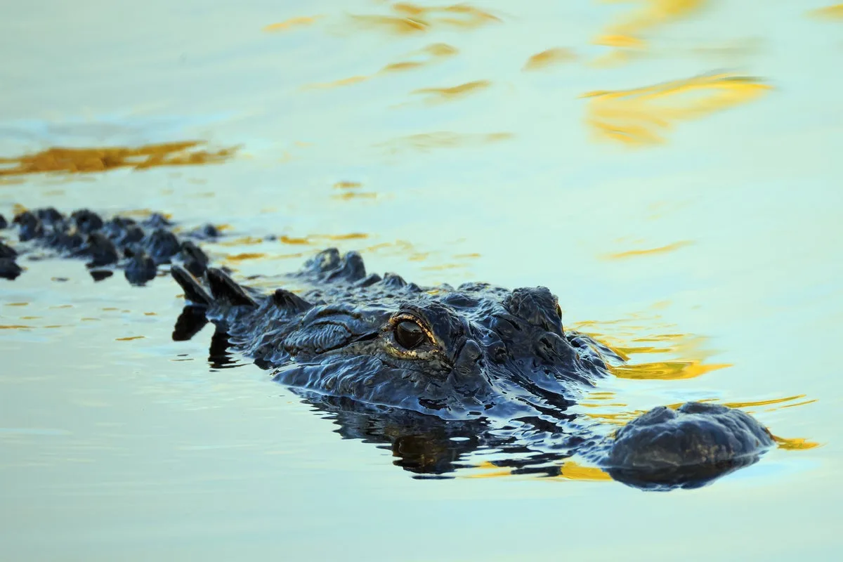 Florida Man Sues Airboat Firm Over Alligator Bite